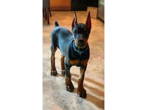 Aşılı ve aşısız doberman biblo gibi yavrular
