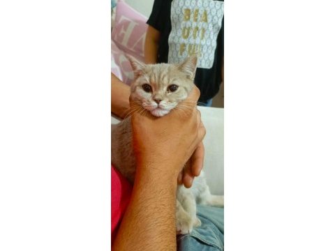 6 aylık british longhair