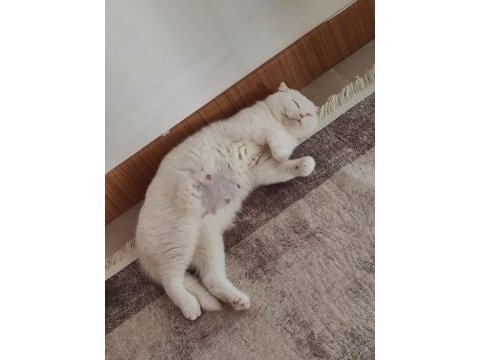 25 günlük 3 adet scottish fold ve anneleri