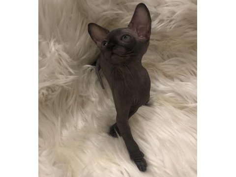 Sphynx sfenks dişi erkek