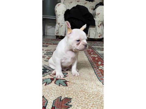 Lilac tan platinum erkek french bulldog yavrumuz