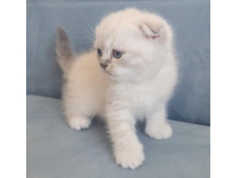 Scottish fold blue point yavru