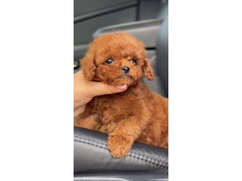 Toy poodle safkan köpeğimiz