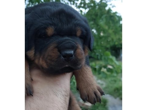 Irk garantili rottweiler yavruları