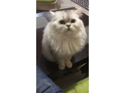 1 yaşında safkan erkek chincilla