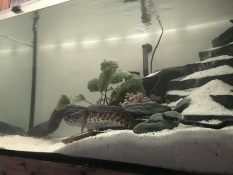 Eşini yiyen channa aurantimaculata 20 cm