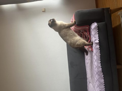 Scottish fold erkek kedimiz