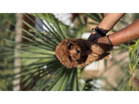 Red toy poodle yavrular