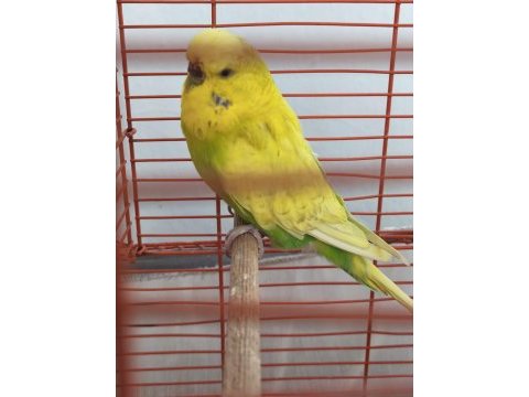 Jumbo dişi muhabbet kuşu