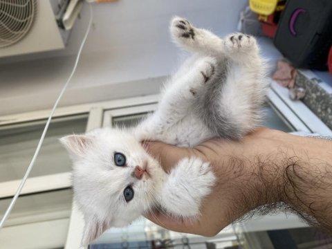 Anne ve çocukları scottish fold