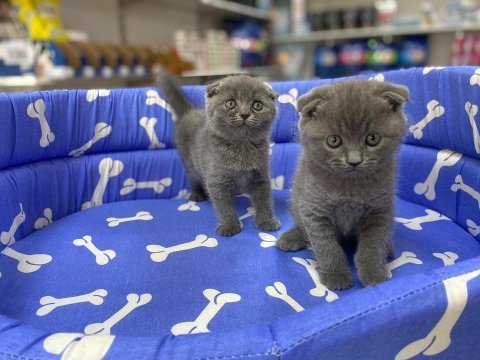 Show kalite tam kapalı kulak lilak scottish fold