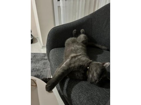 British shorthair 3 yaşında kedimiz