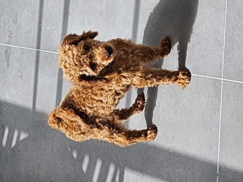 Safkan medium poodle yavru 4 aylık sağlıklı oyuncu