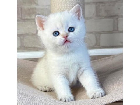 Bembeyaz top kafa yavrumuz ns1133 british shorthair 