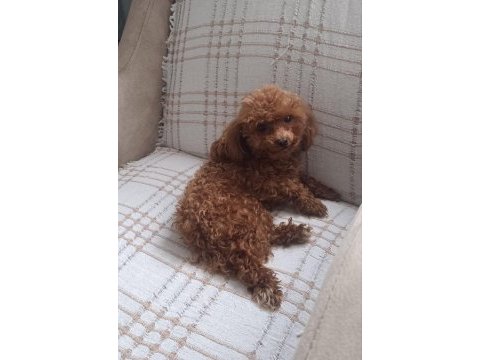 Tea cup redbrown toy poodle dişi