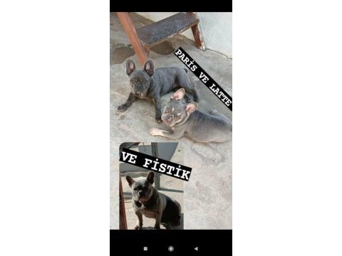 French bulldog yavru 30 günlük dişi ve erkek