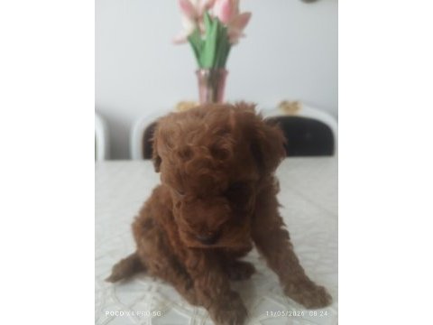 Teacup red brown korekan erkek poodle yavru