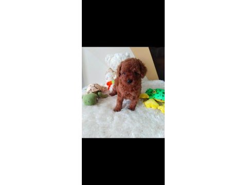 Pafuduk pafuduk poodle yavrular sizleri bekliyor