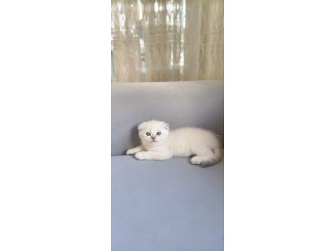 Güzel scottish fold kızımız yeni ailesini bekliyor