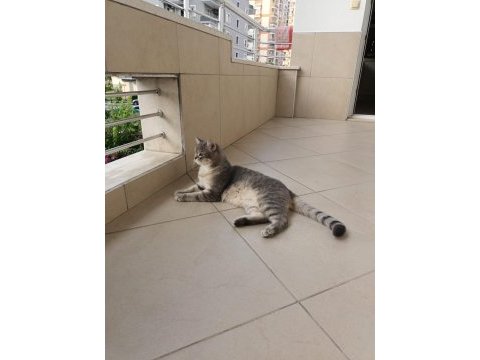 British shorthair kedimize yuva arıyoruz