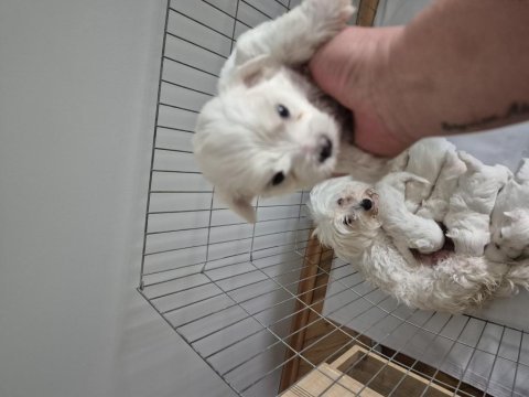 Maltese terrier yavrum 55 günlük