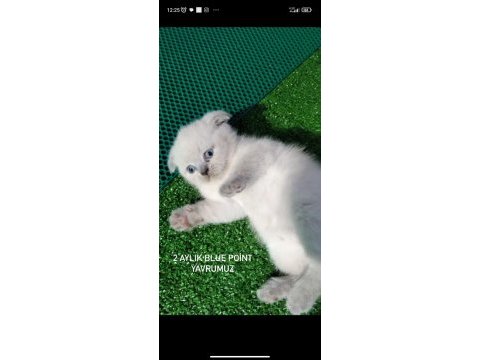 Scottish fold blue point