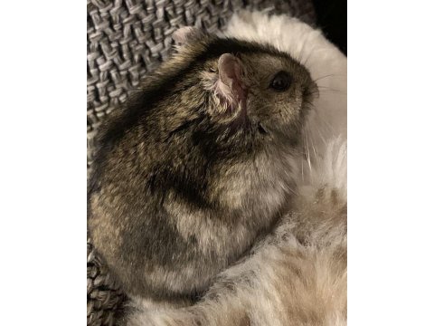 Hamster-gonzales yavrularımız heryere gönderim