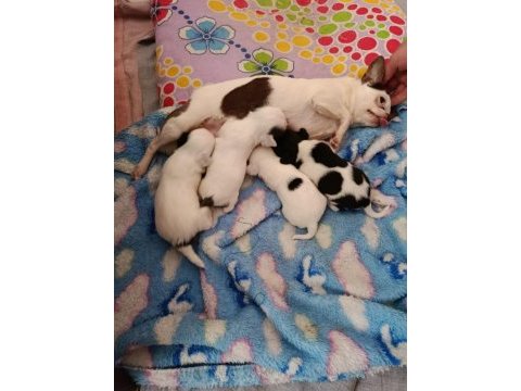 Anne altında a kalite chihuahua yavrular