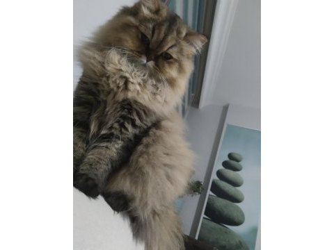 British longhair kızımız sahip arıyor.
