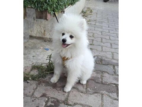 Kar beyaz pomeranian dişi