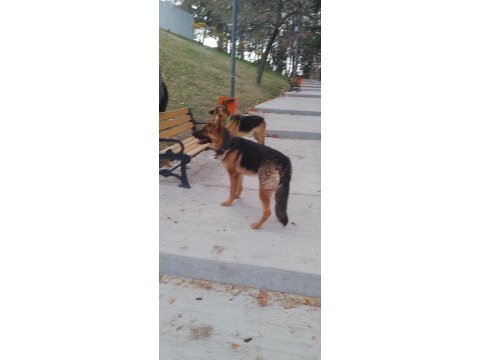 Alman çoban köpeği 10 aylık