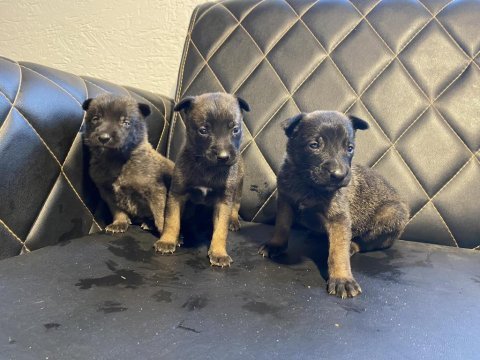 Safkan belçika malinois - koyu siyah