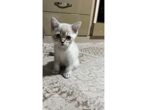 Son kalan british shorthair yavrumuz