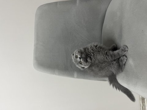 Scottish fold kedisi