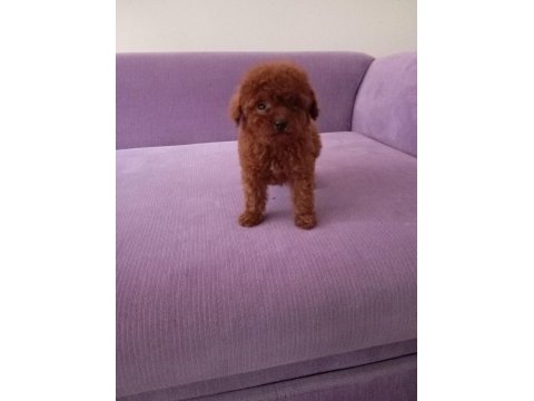 Poodle yavrularımız toy ve mini boy renk renk