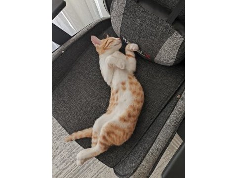 4 aylık aşıları tam tuvalet eğitimli uysal erkek kedimiz