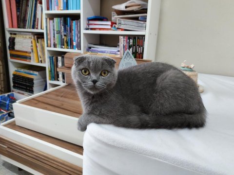 Scottish fold erkek kedimiz