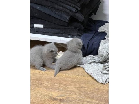 Çok sağlıklı british shorthair