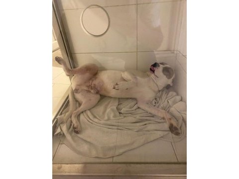 Çok uysal bir köpektir yuva arıyor