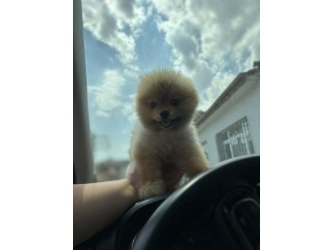 Show kalite pomeranian boo