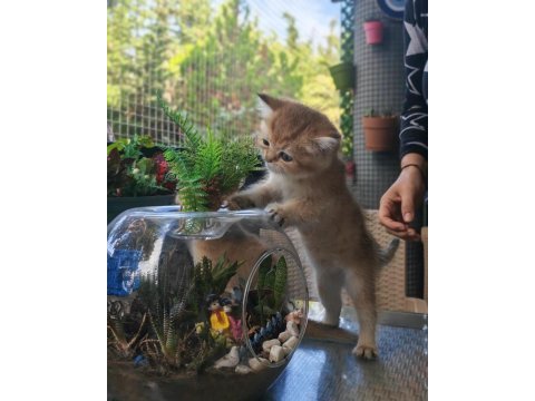 Ankaranın en seçkin golden british shorthair yavruları