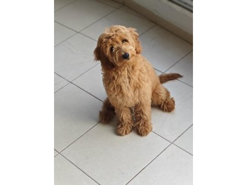 Dişi toy poodle