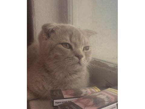 Oyuncu scottish fold bebişime yuva arıyoruz