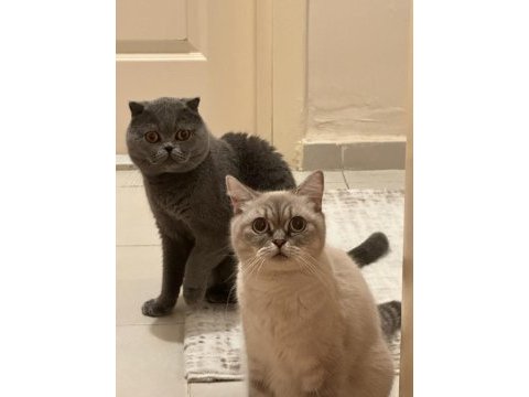 Güzel bebekler british longhair