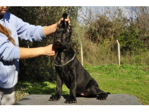 Şecere belgeli ırk ve sağlık garantili cane corso yavrular