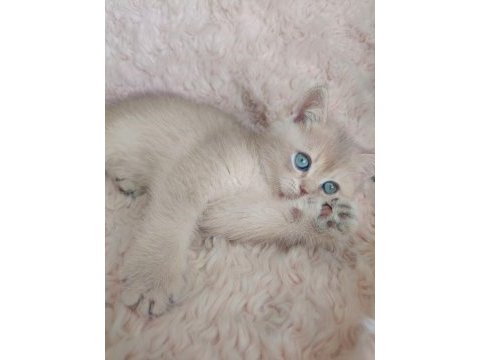 Fıstık british shorthair oğlum