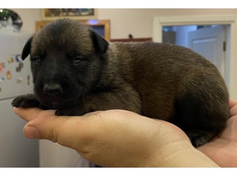 Fcı şecere malinois
