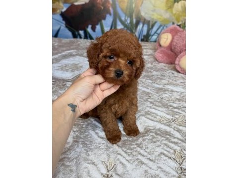 Efsane toy poodle yavruları 