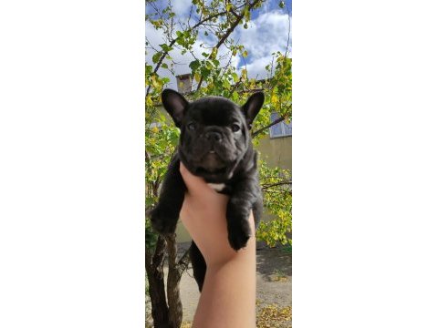A kalite french bulldog yavrular