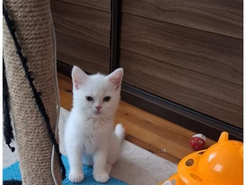 Yeni yuvasına gitmeye hazır dişi british shorthair
